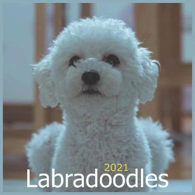 Book cover for Labradoodles