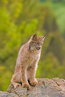 Book cover for Young Canadian Lynx Journal