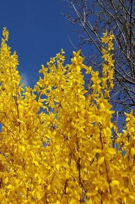 Book cover for Journal Yellow Forsythia Bush Flowers
