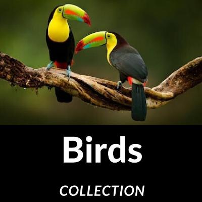 Book cover for Birds Collection