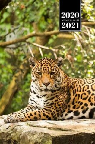 Cover of Panther Leopard Cheetah Cougar Week Planner Weekly Organizer Calendar 2020 / 2021 - Time to Rest
