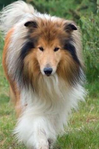 Cover of A Walking Rough Collie, for the Love of Dogs