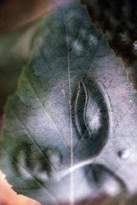 Book cover for Buddha on a Leaf