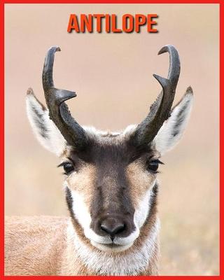 Book cover for Antilope