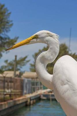 Book cover for Great Egret in Florida, Birds of the World