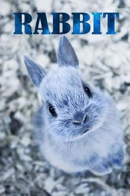 Cover of Rabbit