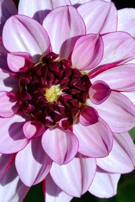 Book cover for Close Up of a Purple Dahlia Flower Journal