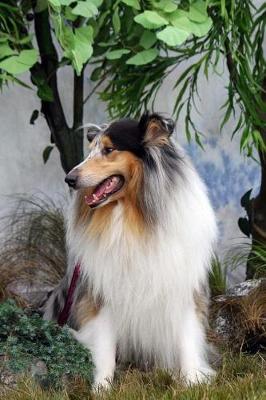 Book cover for Rough Collie Dog Profile Journal