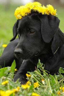 Book cover for Black Labrador Retriever Wearing a Crown of Yellow Dandelions Journal