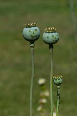 Book cover for Smiley Faced Poppy Buds