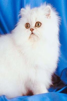 Cover of Innocent White Cat Photo Journal