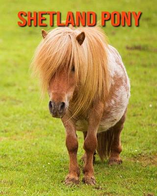 Book cover for Shetland Pony