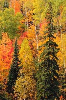 Cover of 2019 Daily Planner Fall Foliage Valley Autumn Season 384 Pages