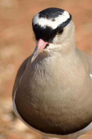 Cover of A Solitary Crowned Plover Walking, Birds of the World