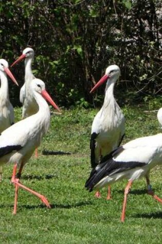 Cover of Stork Flock on the Grass, Birds of the World