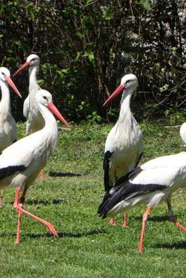 Book cover for Stork Flock on the Grass, Birds of the World