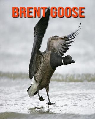 Book cover for Brent Goose