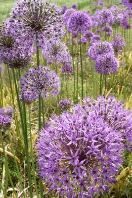 Book cover for Ornamental Onion Blossoms Journal