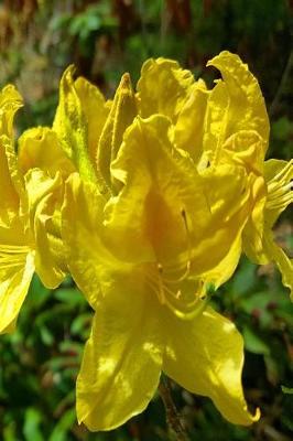 Book cover for Journal Springtime Pretty Rhododendron