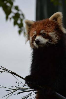 Book cover for Mind Blowing Cute Tired Red Panda From Asahikawa Zoo 150 Page lined journal