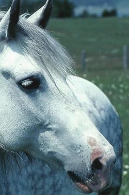 Book cover for 2020 Daily Planner Horse Photo Equine Dappled Grey Flowered Pasture 388 Pages