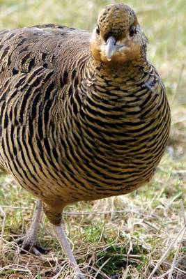 Book cover for Female Golden Pheasant, Birds of the World