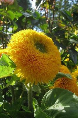 Book cover for Yellow Teddy Bear Sunflower Garden Journal