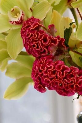 Book cover for Red Celosia Argentea Cockscomb Journal