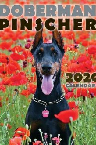 Cover of Doberman Pinscher 2020 Calendar