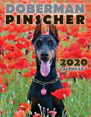 Book cover for Doberman Pinscher 2020 Calendar