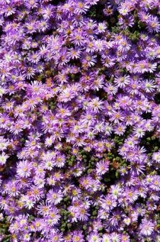 Cover of Lampranthus Iceplant, for the Love of Flowers