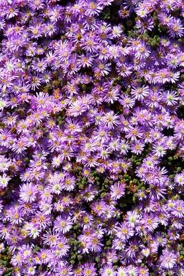 Book cover for Lampranthus Iceplant, for the Love of Flowers