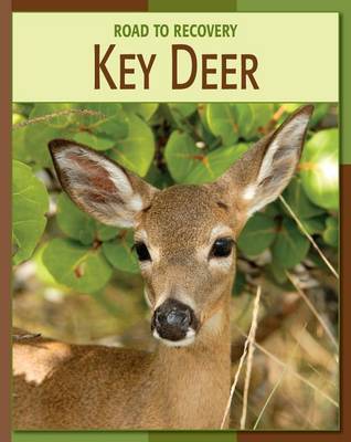 Book cover for Key Deer