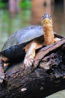 Book cover for Turtle on a Log Over the River Journal