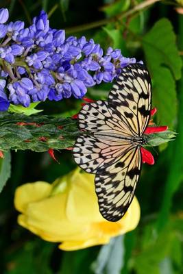 Book cover for Malabar Tree Nymph Butterfly, for the Love of Nature