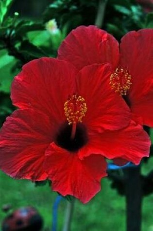 Cover of Beautiful Red Hibiscus Blossoms Journal