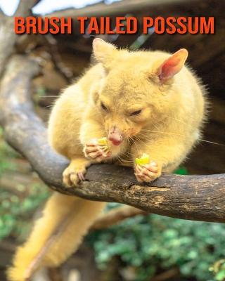 Book cover for Brush Tailed Possum