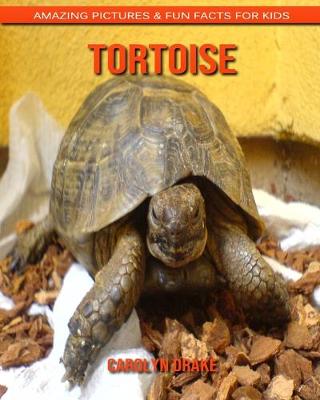 Book cover for Tortoise