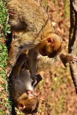 Book cover for A Pair of Barbary Macaques Playing Journal