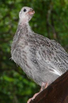 Book cover for Guinea Fowl Journal (Guineafowl)