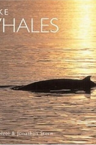 Cover of Minke Whales