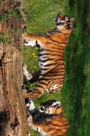 Cover of A Pair of Siberian Tiger Cubs Playing