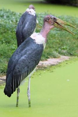 Book cover for Marabu Stork Bird Journal