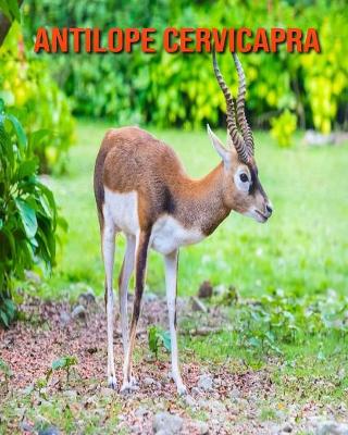 Book cover for Antilope cervicapra