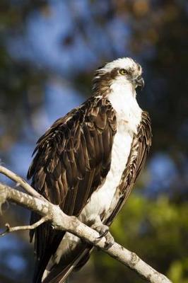 Book cover for The Osprey Journal