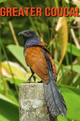 Cover of Greater Coucal