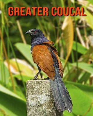 Book cover for Greater Coucal