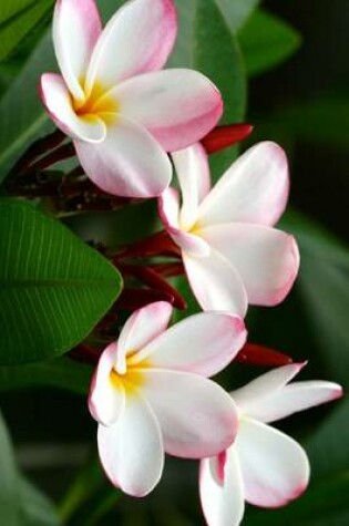 Cover of Hawaiian Plumeria Blooming, for the Love of Flowers