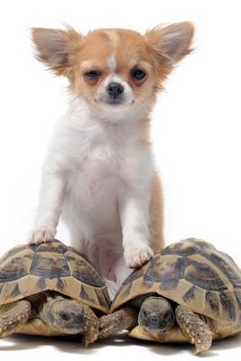 Book cover for Chihuahua on Two Turtles (for the Love of Dogs)