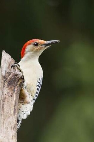 Cover of Red Bellied Woodpecker, Birds of the World